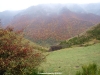 el bosque en todo su esplendor pese a la lluvia