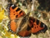 Mariposa