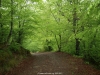 Precioso camino por el bosque