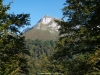 Bosque de Peloño