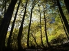 Bosque de Fabucao (Caso)