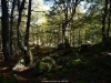 Bosque de Fabucao