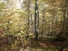 Camino de la Ablanosa por el Bosque de Fabucao