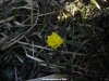Narcissus asturiensis en la Porra de Enol