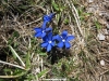 Genciana verna en la Redondiella
