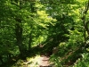 Bosque de los Arrebellaos