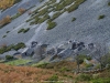 Asentamiento de la Braña el Pedroso