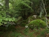 Bellos rincones  del Bosque