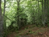 Bosque de la Foix