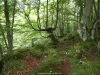 Bosque de la Foix 