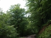 Frondosidad del bosque