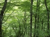 Otros rincones  del bosque