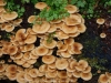 hongos en una corteza de un arbol