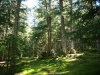 Bosque de Gerdar
